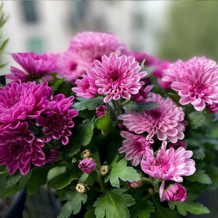 Candy Pink