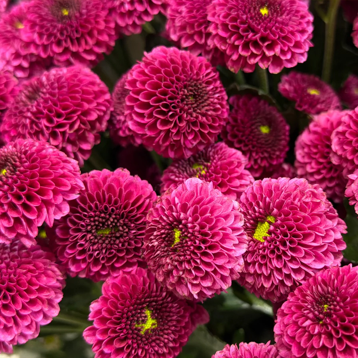 Purpeta